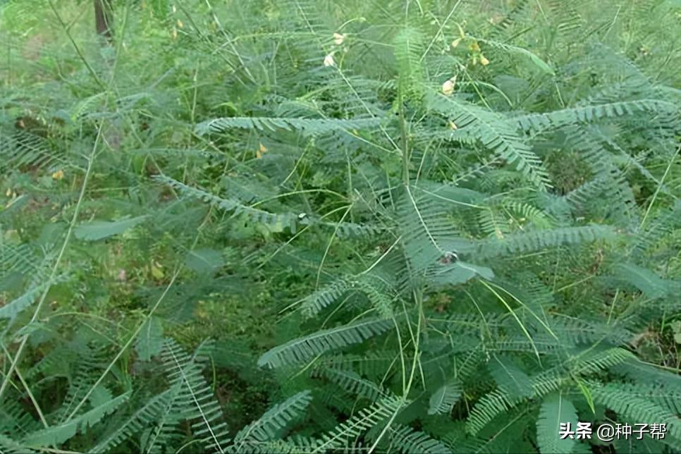 田菁是树还是草北方可以生长吗,田菁草本植物