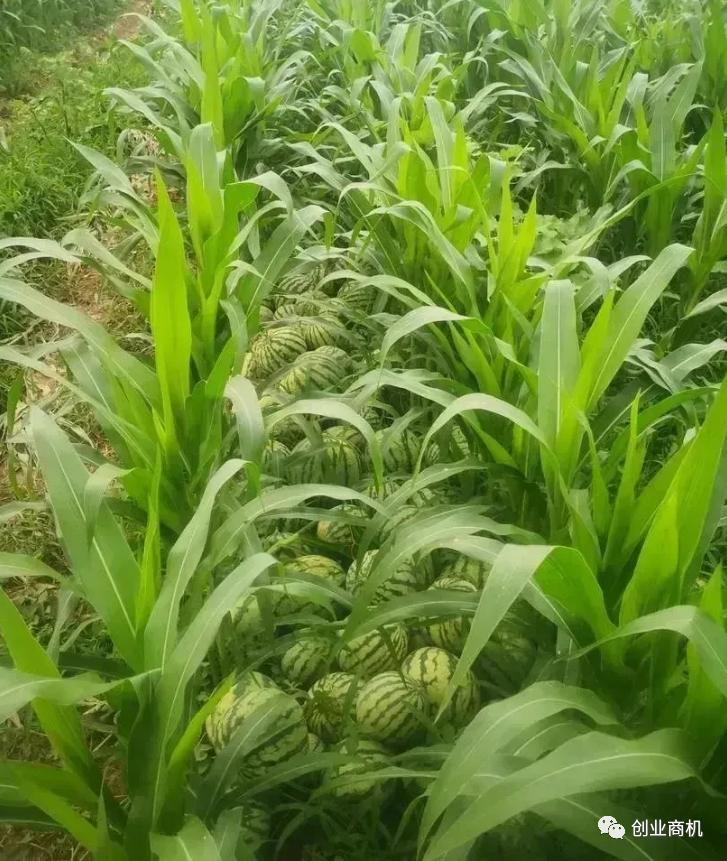 农村种地收种技术,最新农村种植新模式