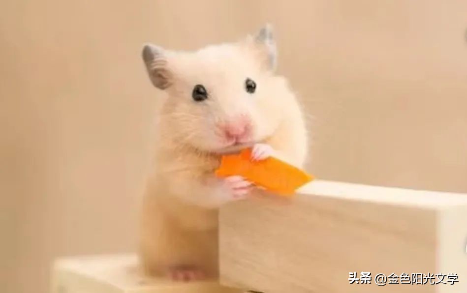 《逃宝》《咕咕》《古怪的猫》《灰灰》