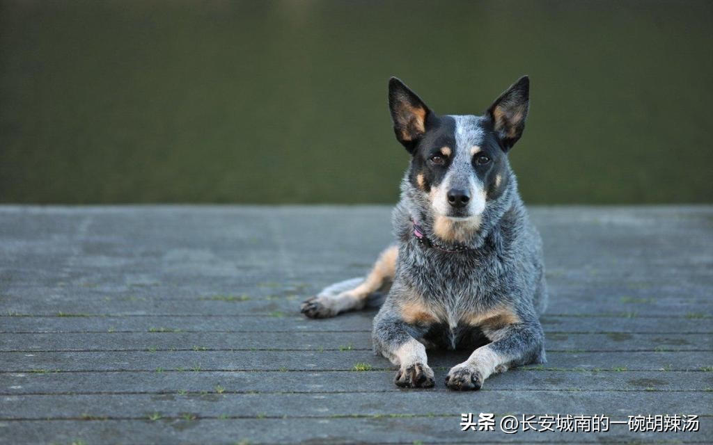 100种名犬价格,世界名犬排名前100图巴哥犬