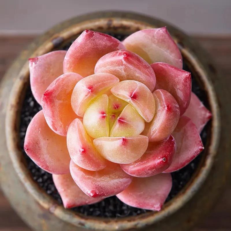 好看又度夏容易的多肉品种,油画棒绘画治愈系简单多肉葡萄