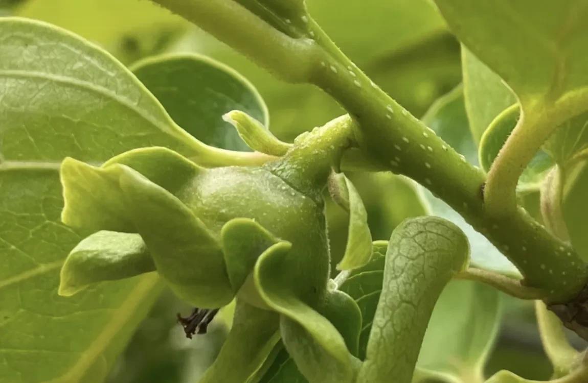 柿子生长期如何防落果,柿子九月份的病虫害管理