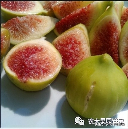 优质果树苗木品种介绍,最好的新品种苹果苗木