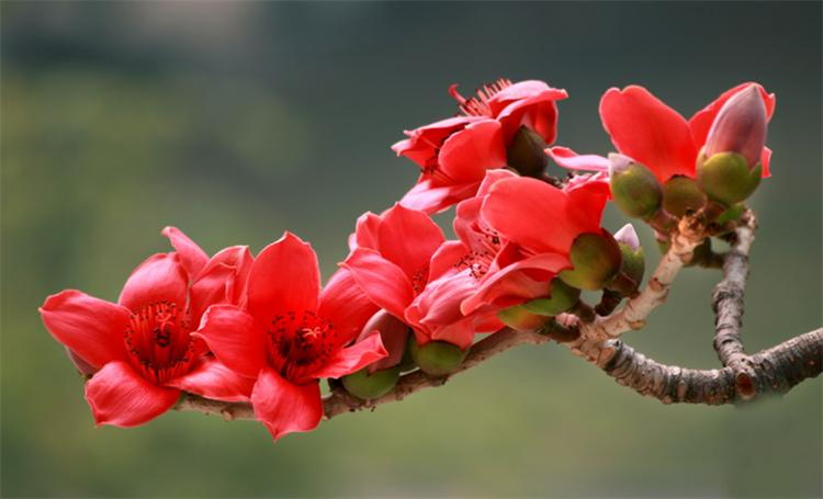 七夕节，不止用玫瑰“我爱你”，还有10种国产花卉，代表不俗的爱