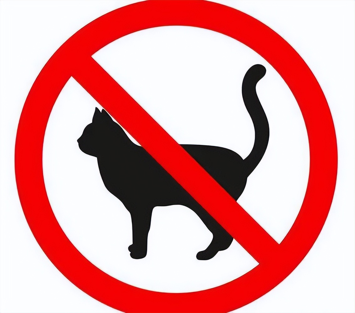 国内禁止养的四种猫,已经养了的禁养猫怎么处理