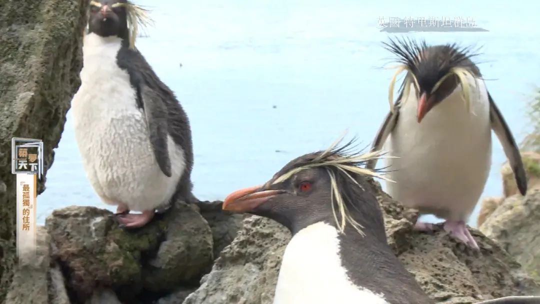 孤岛探秘试玩,孤岛探秘小说