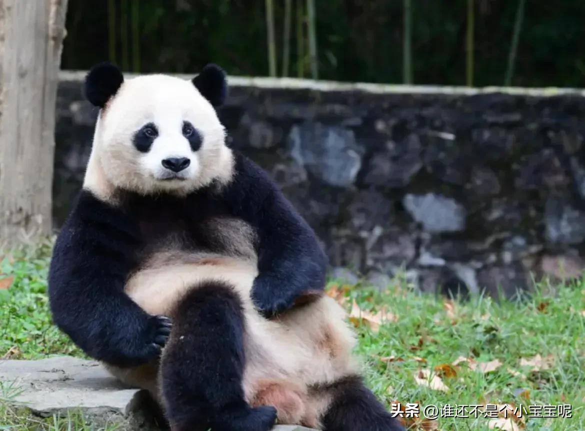大熊猫草草引种成功了么,大熊猫草草野外引种几次
