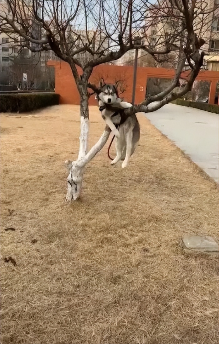 养哈士奇都需要准备什么,养哈士奇要注意的几个点