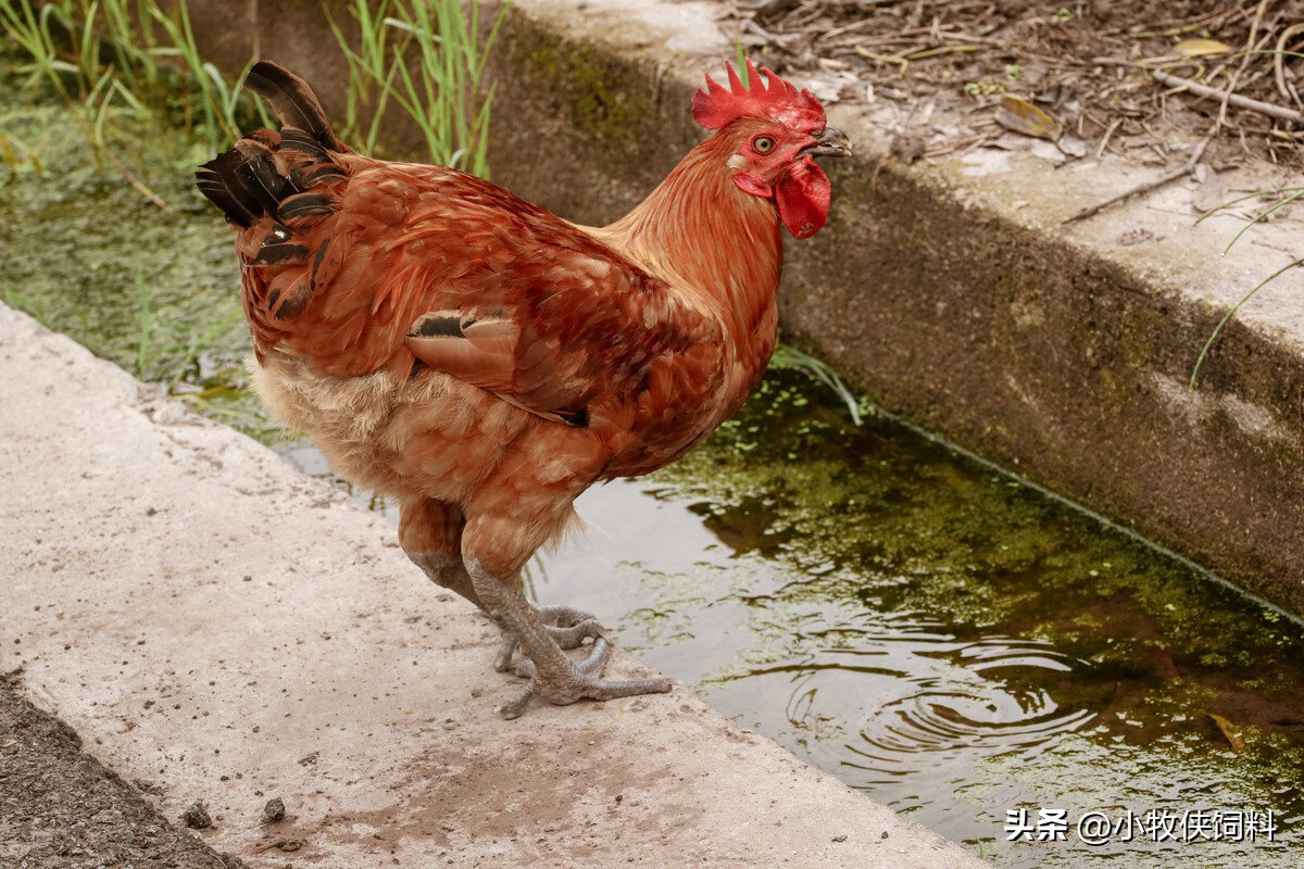 小鸡啄羽毛怎么办,小鸡啄羽毛的原因和解决方法