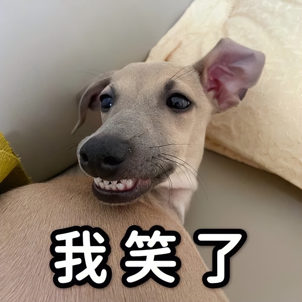 狗狗这些表现证明被你养熟了,幸运的狗狗遇到好主人