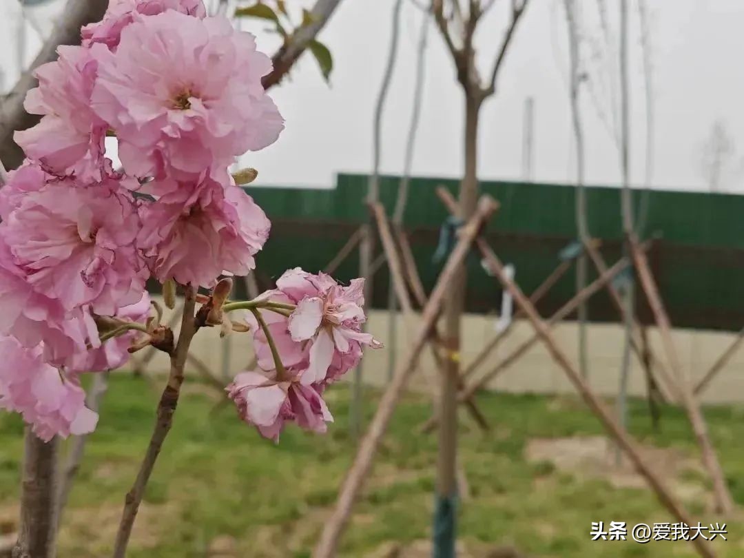 大兴2021年需交付的回迁安置房,北京大兴礼贤二期回迁安置房工程