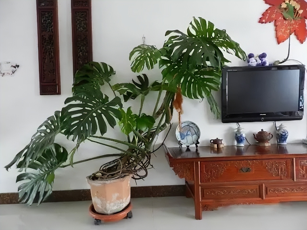 什么花卉吸甲醛最好养,10种能吸甲醛净化空气的盆栽花草