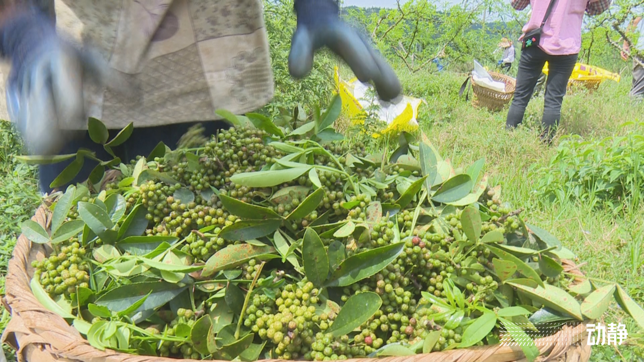 石头村的变形记,石头寨变形计