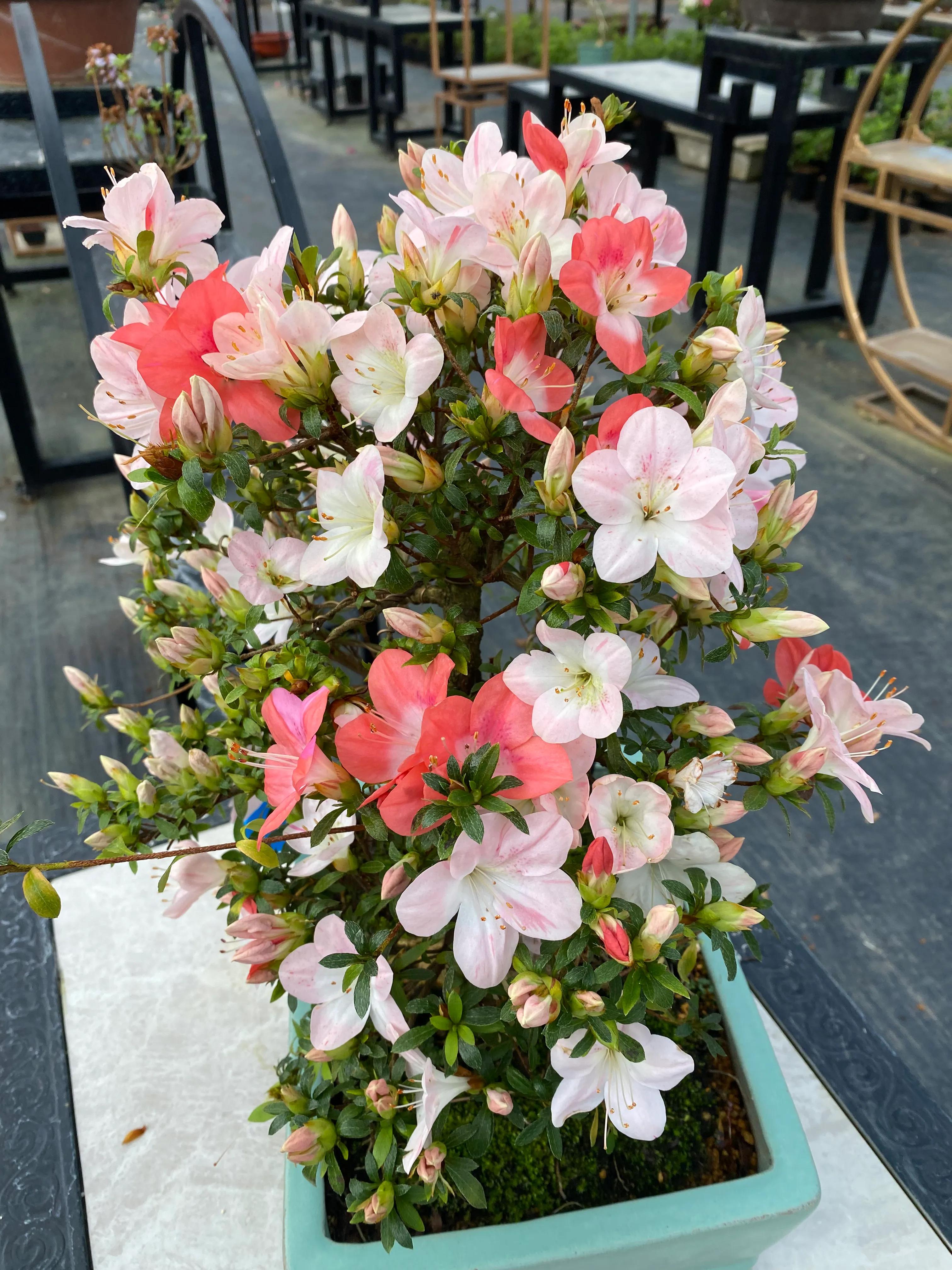 皋月杜鹃花图片大全,皋月杜鹃新品种视频