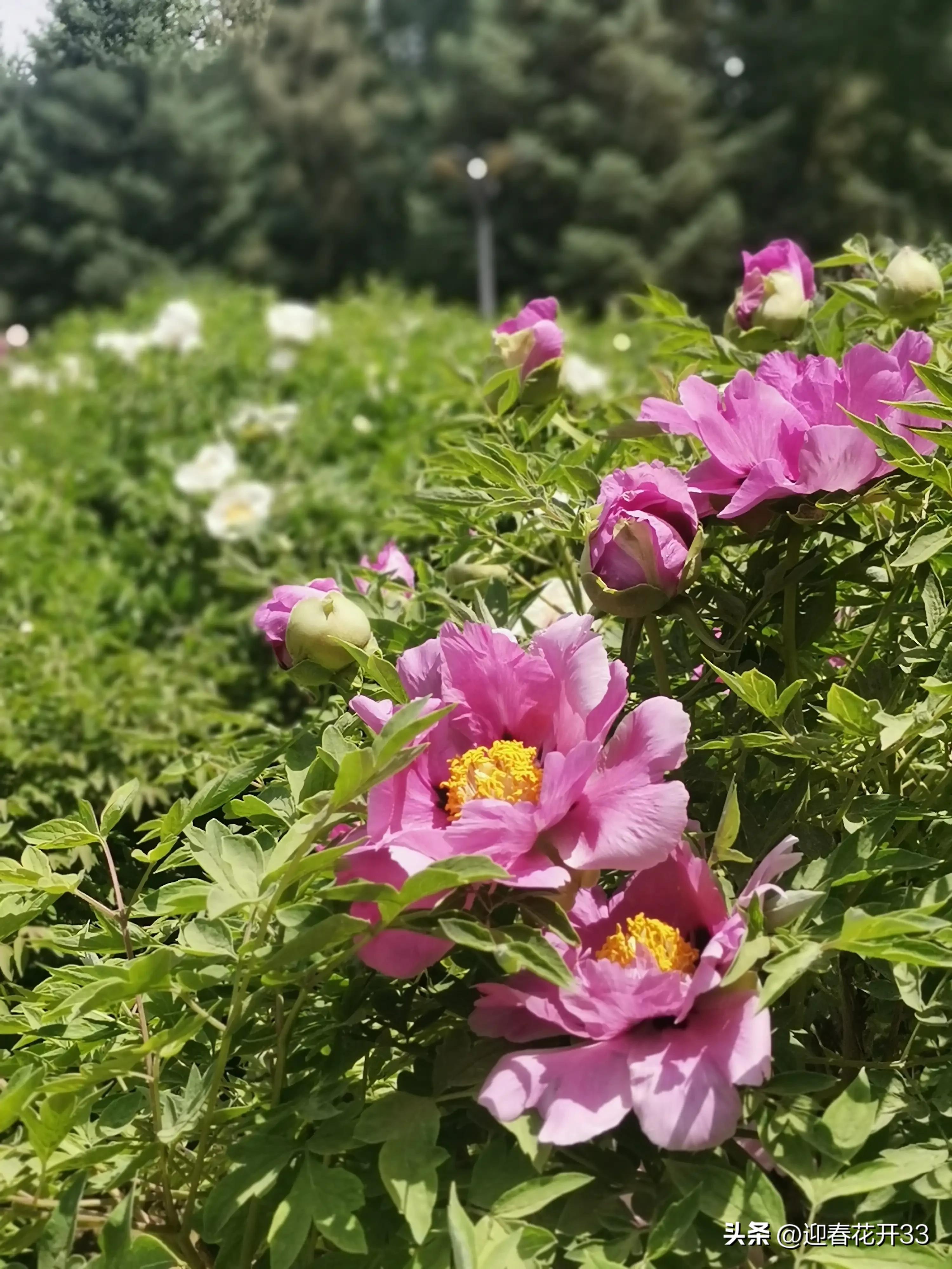 濂跺ザ鐖卞吇鐨勮姳,鐖卞吇鑺辩殑鑰佸お澶吇鐨勮姳鐪熷ソ