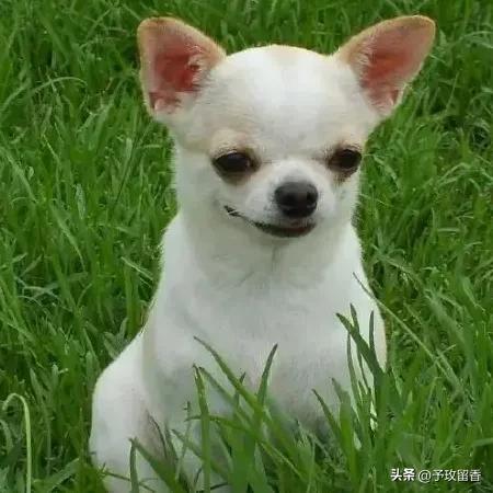 狗的种类常见宠物狗的品种及特点,宠物狗种类及特点