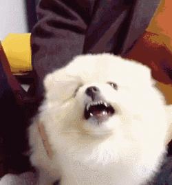 狗狗的6个坏习惯一定要及时纠正,哪种狗狗最可爱而且好养聪明