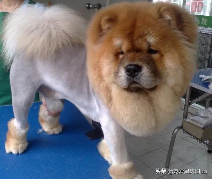 松狮犬是大型犬吗,松狮犬宠物百科