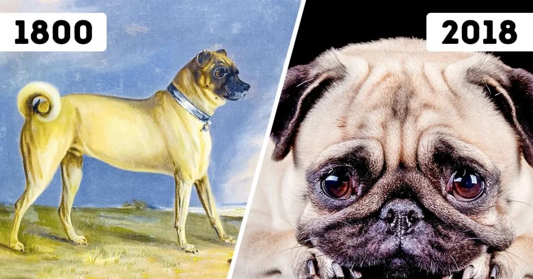 巴哥犬的优点有哪些方面,巴哥犬的优点和缺点及智商