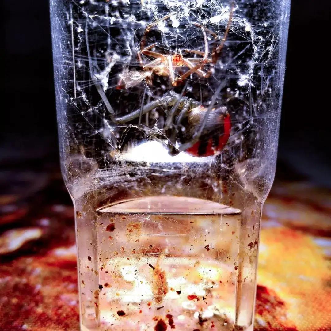 厦门海关截获1只活体黑寡妇视频,海关截获活体黑寡妇能抓到人吗