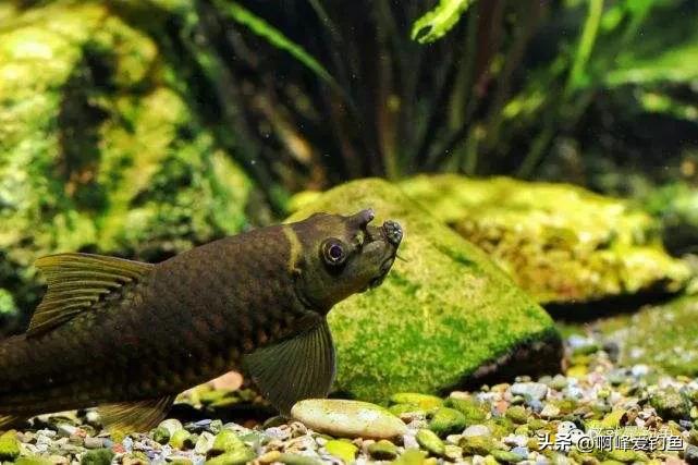 神秘“怪鱼”东方墨头鱼重新现身，曾被怀疑已经绝迹，网友：喜事