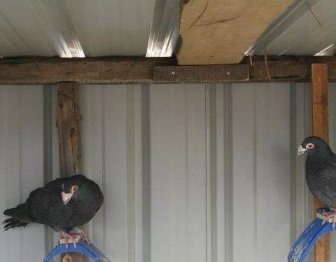 种鸽开家的正确步骤,死棚种鸽怎样开家