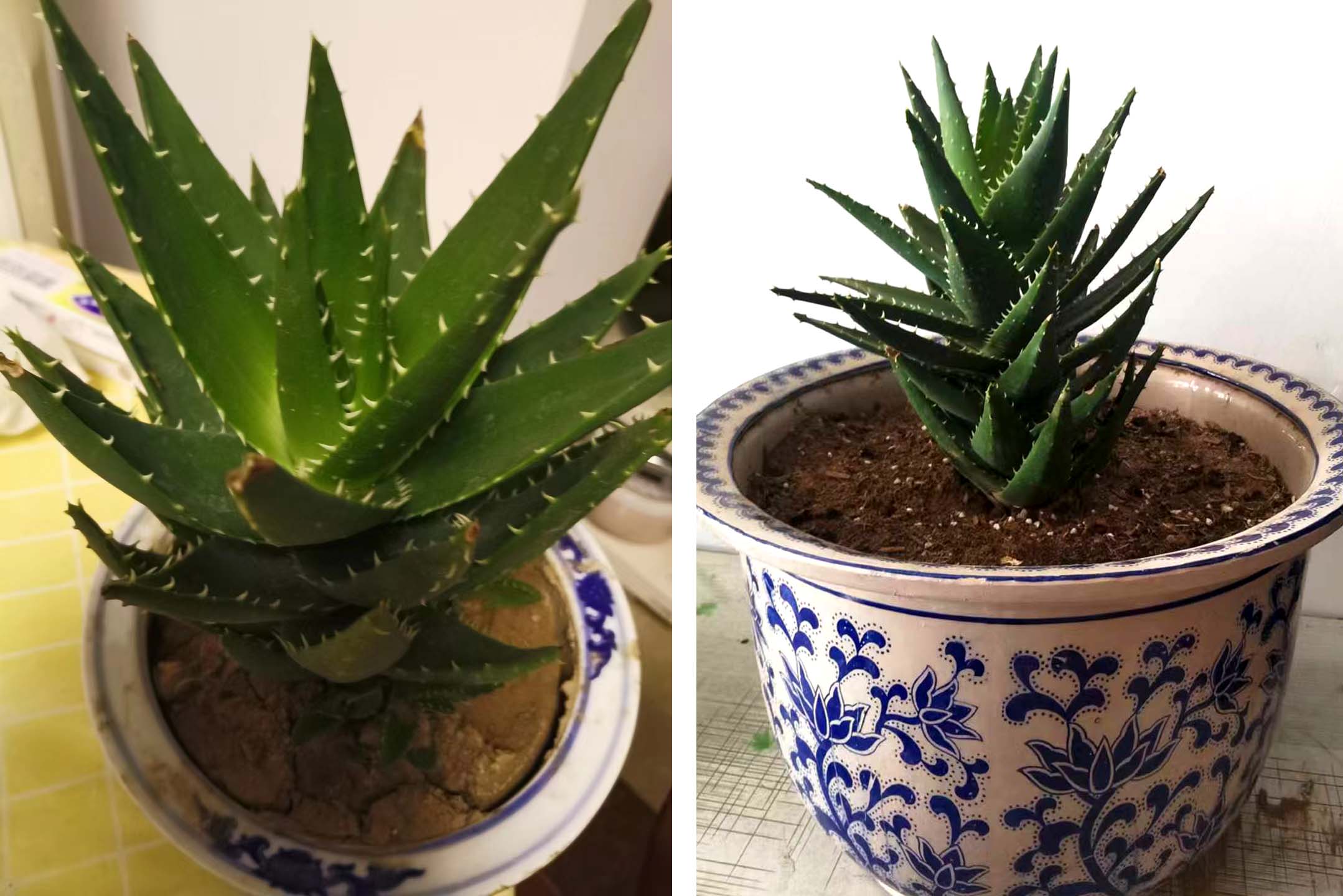 风云四季无余乐，一片痴情寄绿园，哪些往事让养花大叔最常追忆？