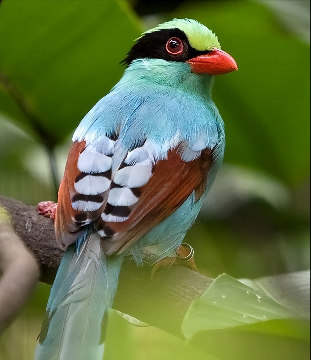 50张最佳鸟类摄影作品,鸟儿大全大图