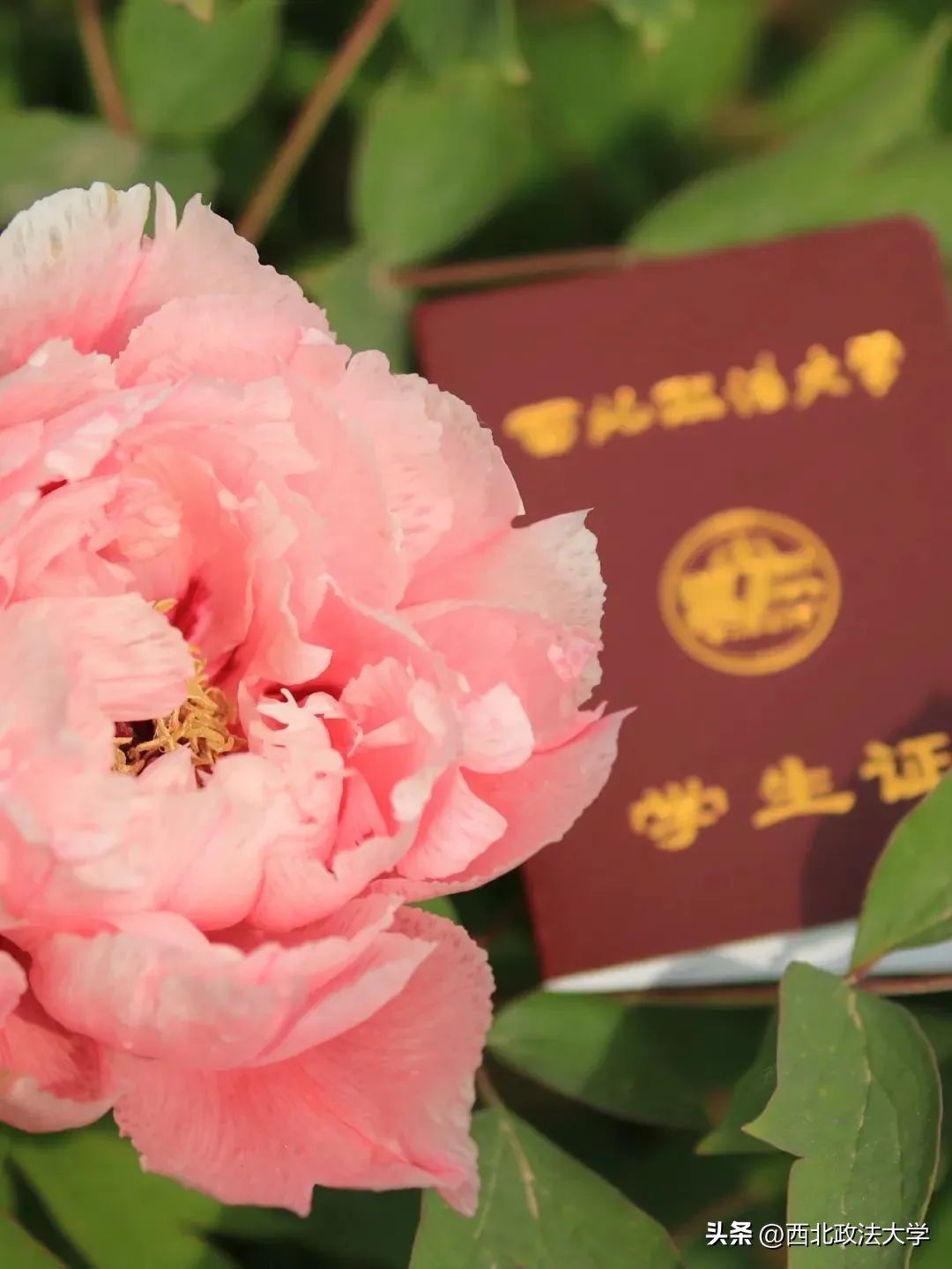 你为什么考研选择西法大,为什么选择西法大