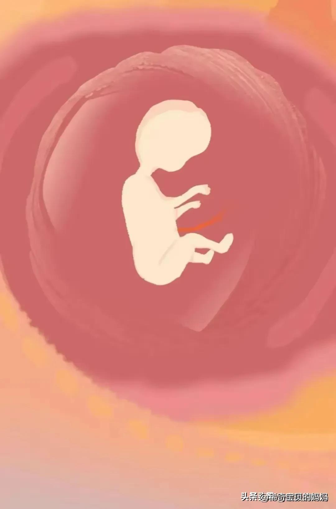 小蝌蚪漫画,科普知识小蝌蚪怎么成长为青蛙