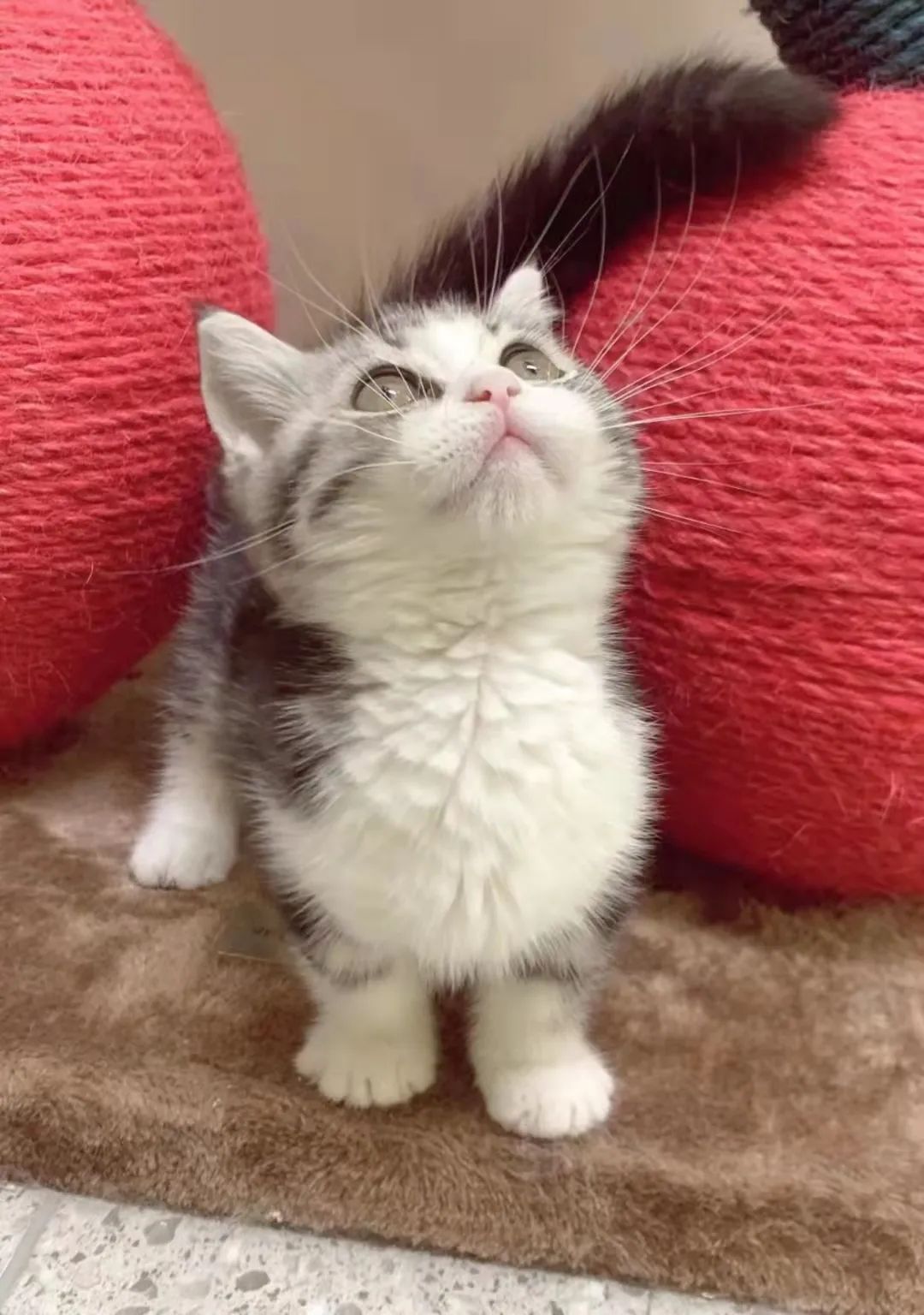 疫情下,深圳人搬家有多难:搬前被封控,两头交房租