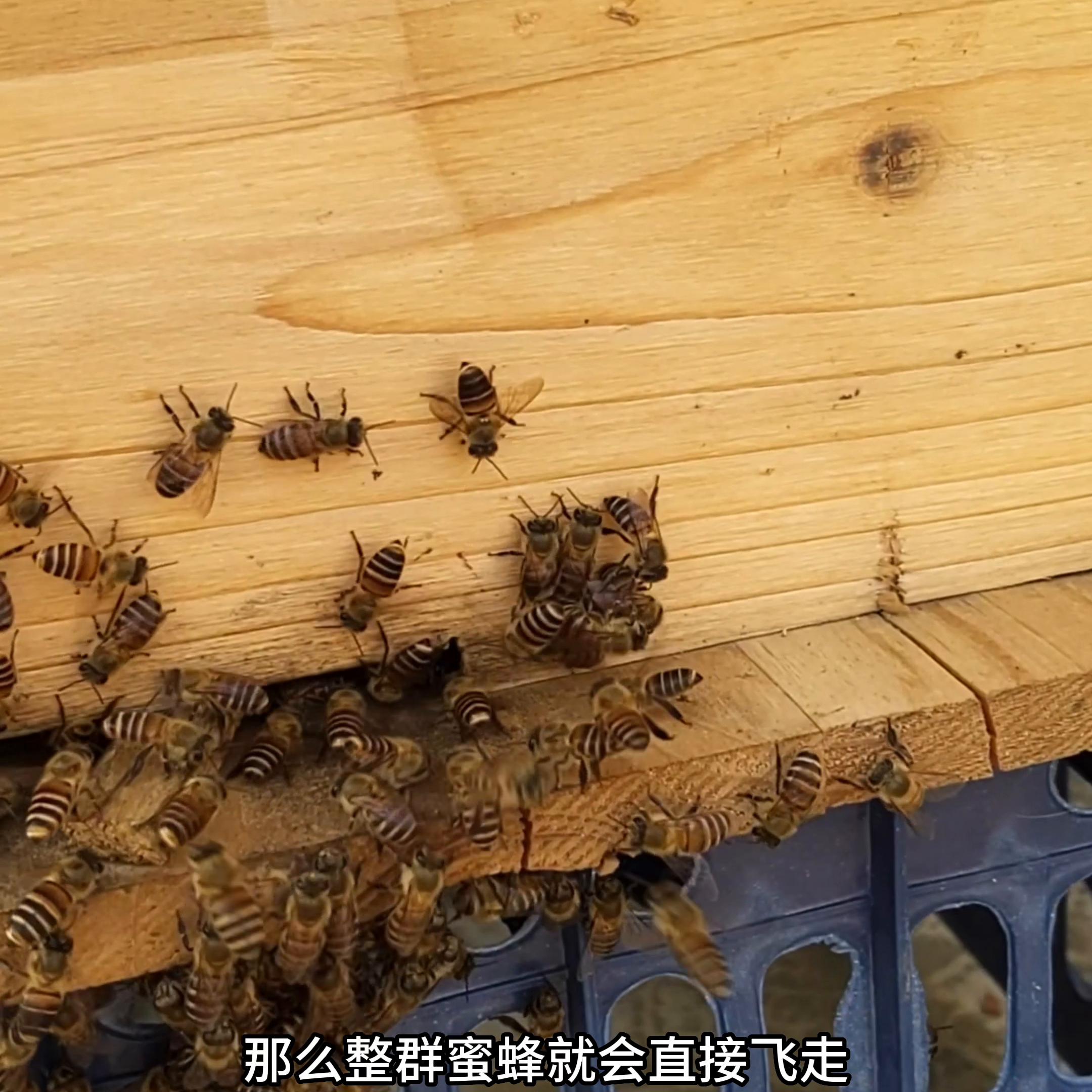 冬天蜜蜂养了几个月为什么会跑,蜜蜂养不强总是逃跑什么原因