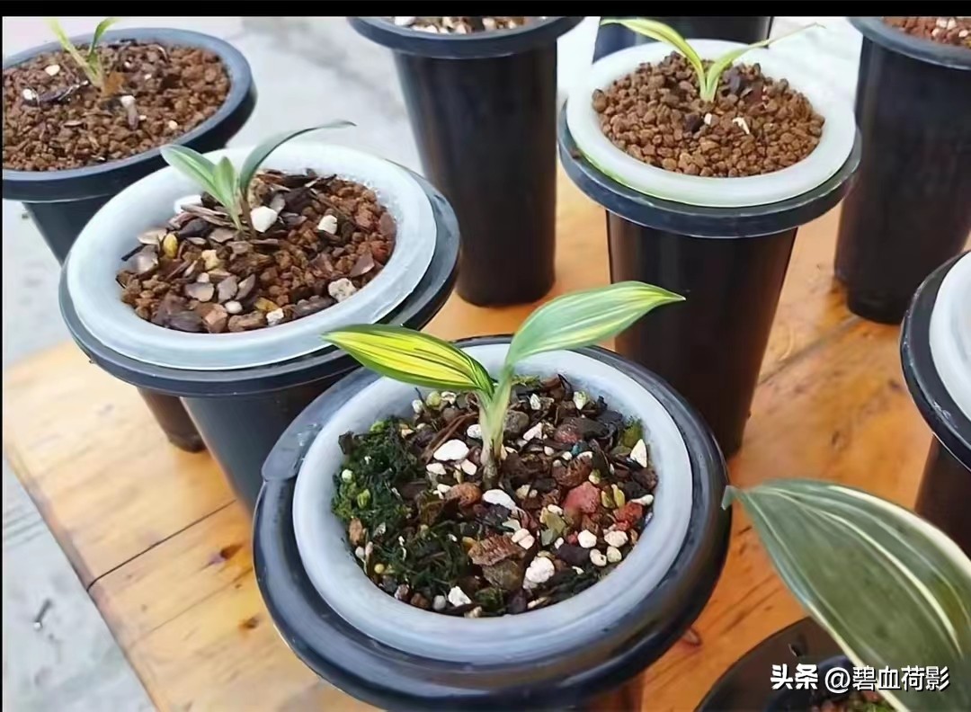 兰市低迷兔耳兰却一家独大,兰友要不要跟风投资?你需要明白五点