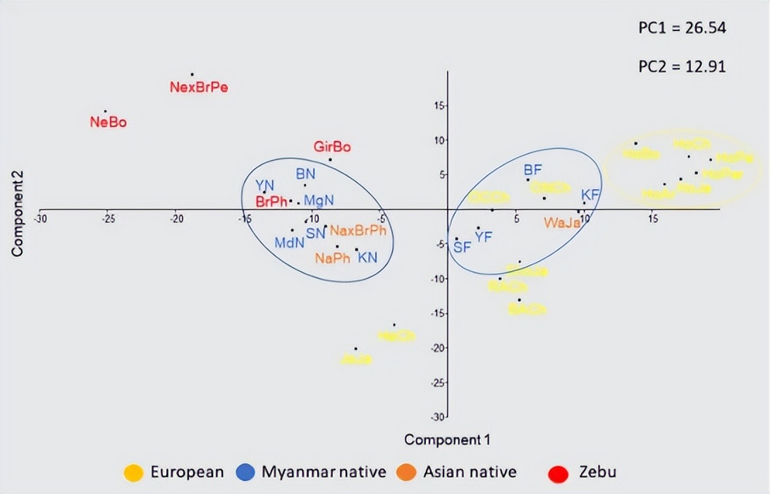 法国牛品种有哪些,全世界牛的种类和分布