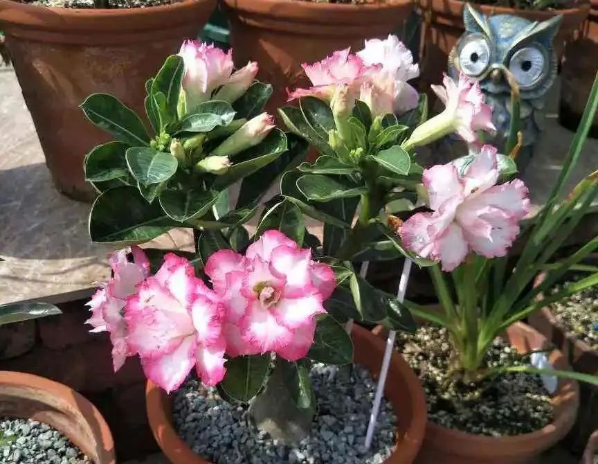 冬天花浇水盆土不干怎么办,这些花冬天都得冻坏了