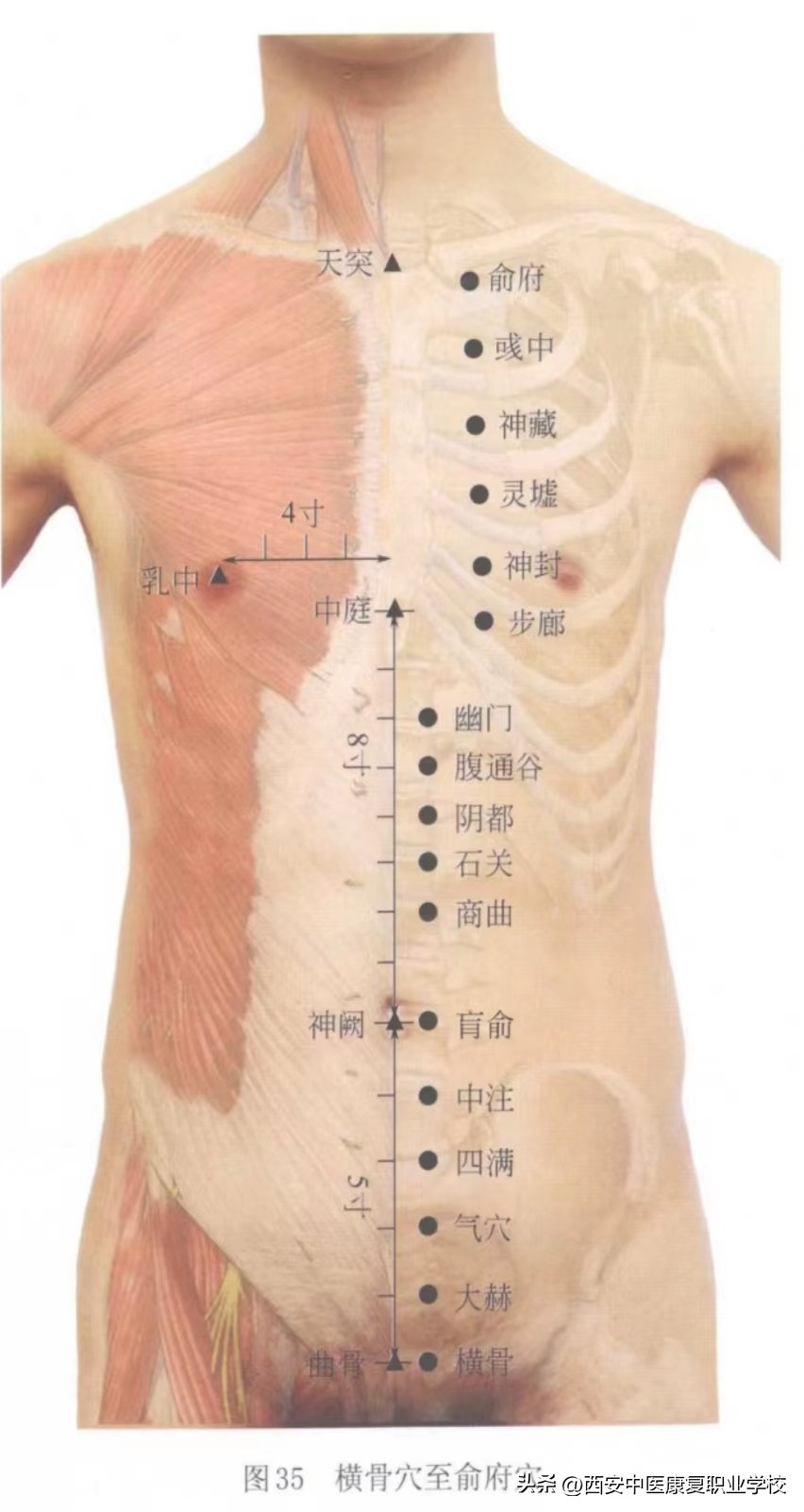 穴位图解——足少阴肾经经穴