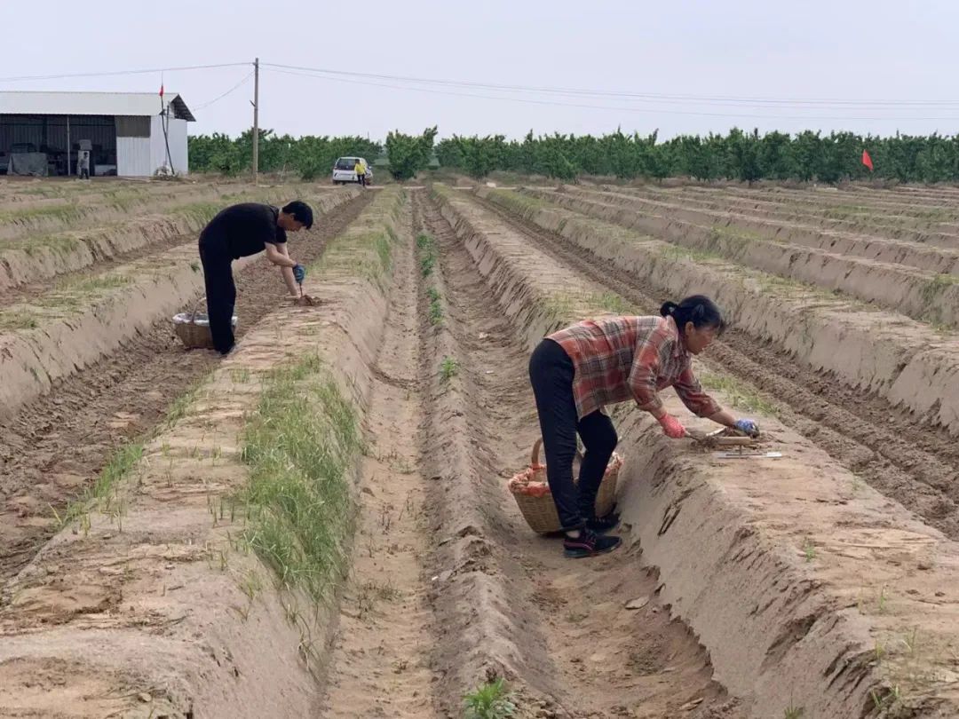 琢磨透“土特产”调研行|永济芦笋的“涅槃重生”