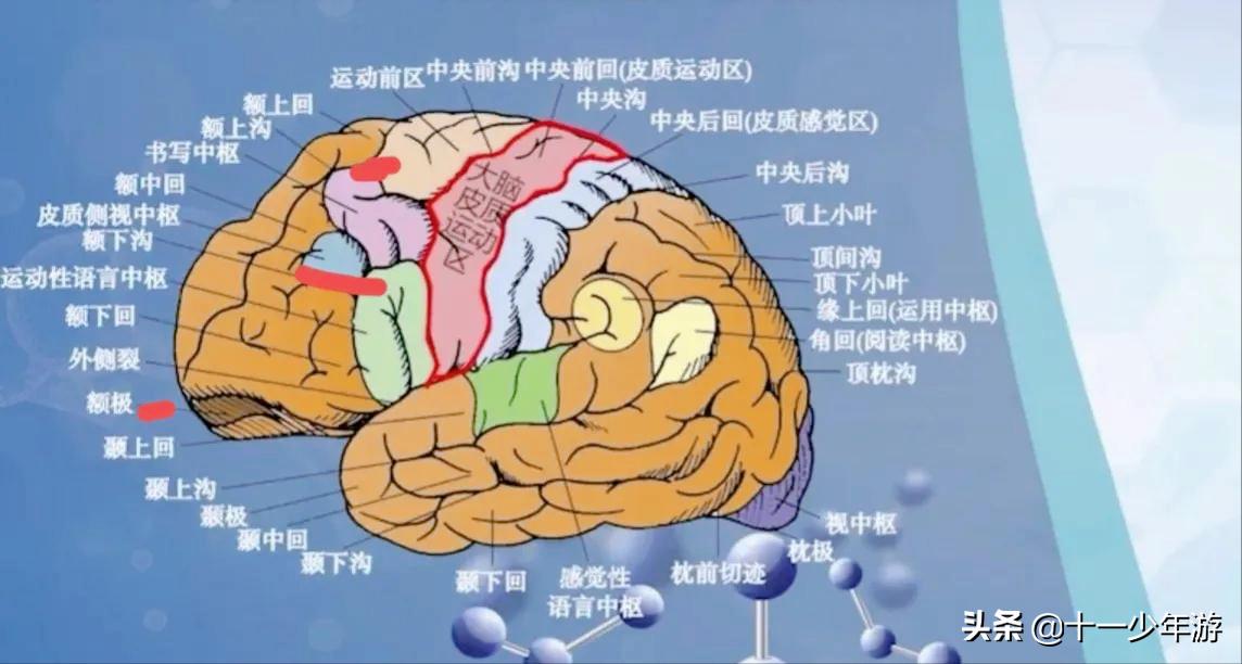 大脑的结构解剖示意图,大脑镰下疝解剖结构