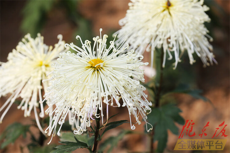 寒花已开尽菊蕊独盈枝的意思,寒花开已尽菊蕊独盈枝杜甫