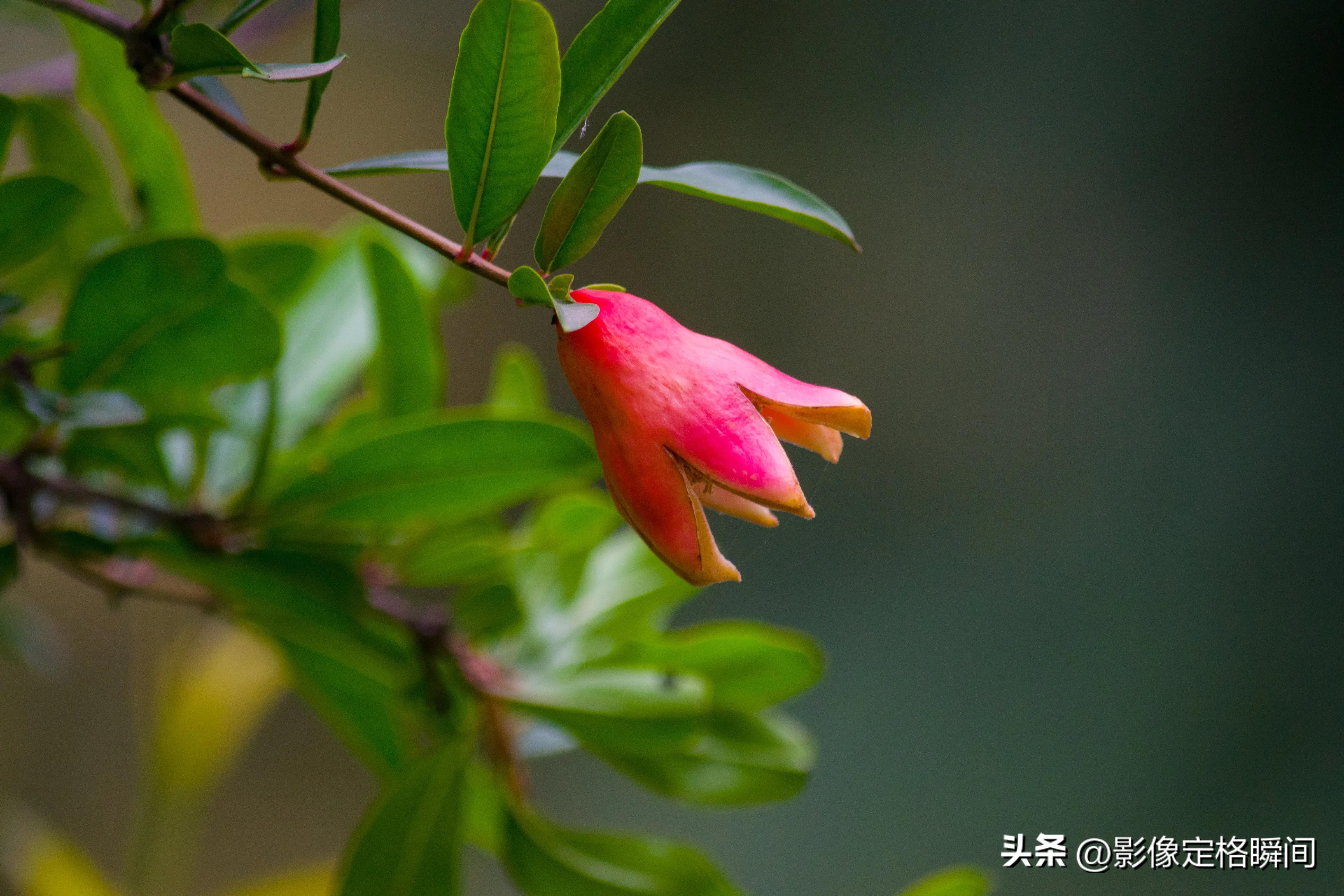 夏日花朵摄影笔记之石榴花—对美好生活的向往