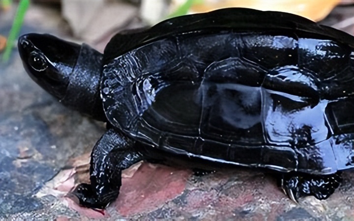 中华草龟为什么不黑,中华草龟太难养