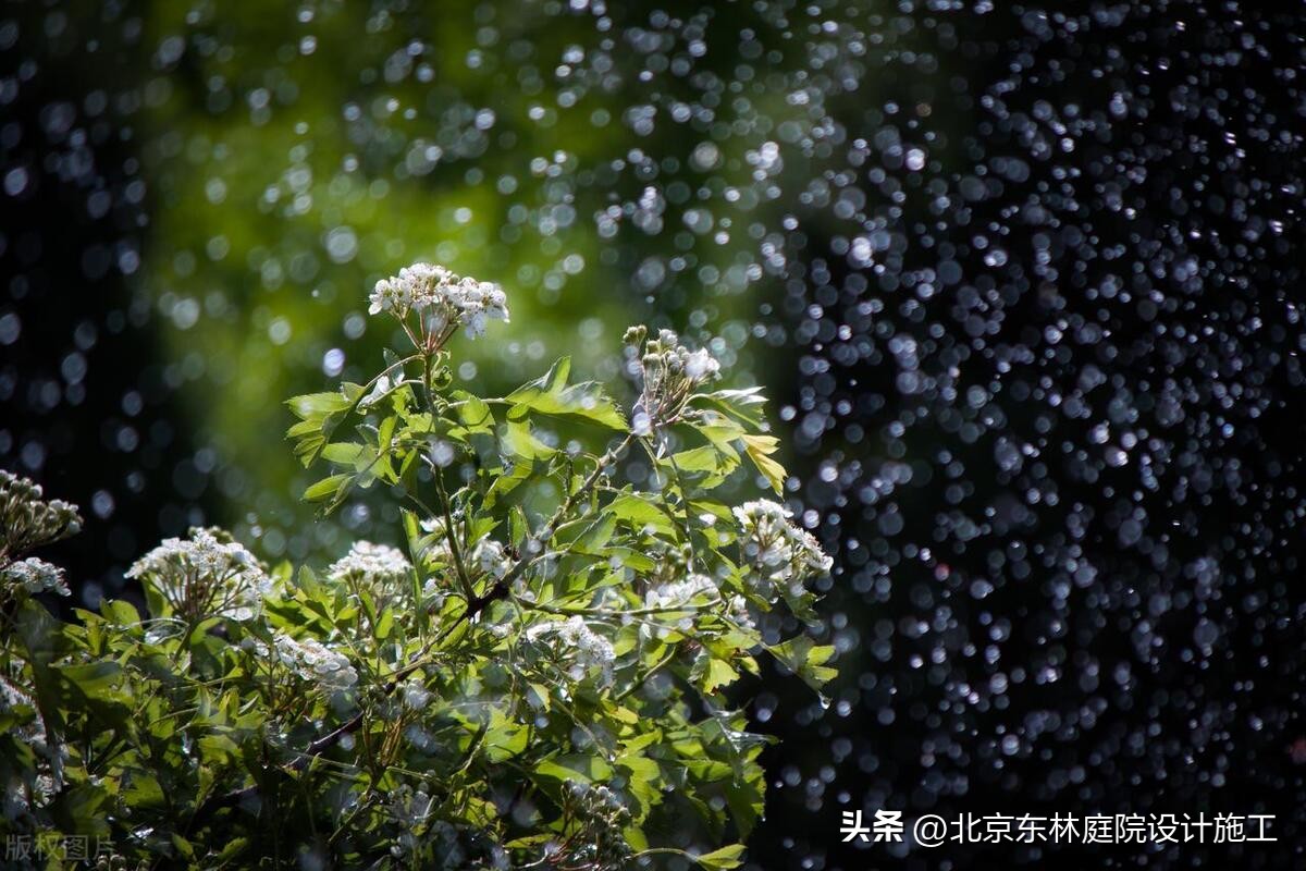 雨天怎么给植物光照,下雨天如何帮植物挡雨
