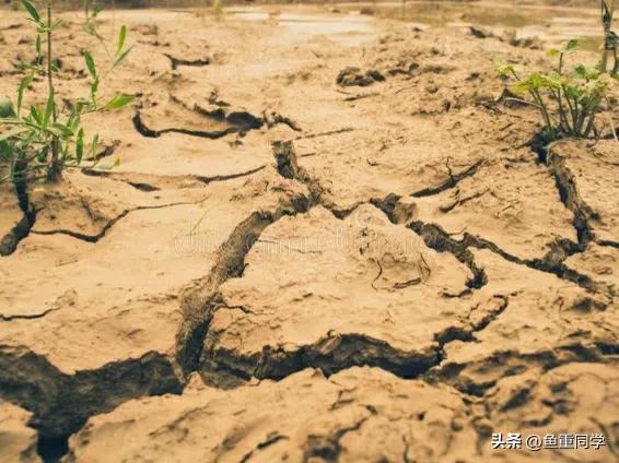 四月八日和四月初八有什么不同,三伏热不热看六月十五