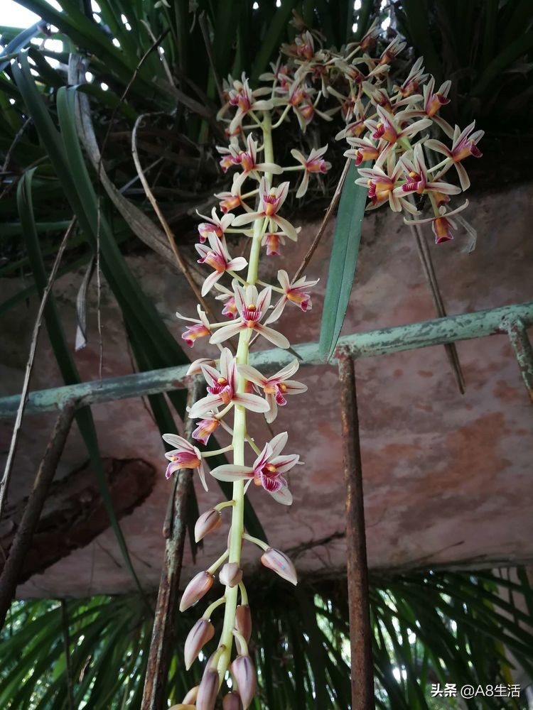 带你认识中华兰花纹瓣兰,顶级纹瓣兰图片