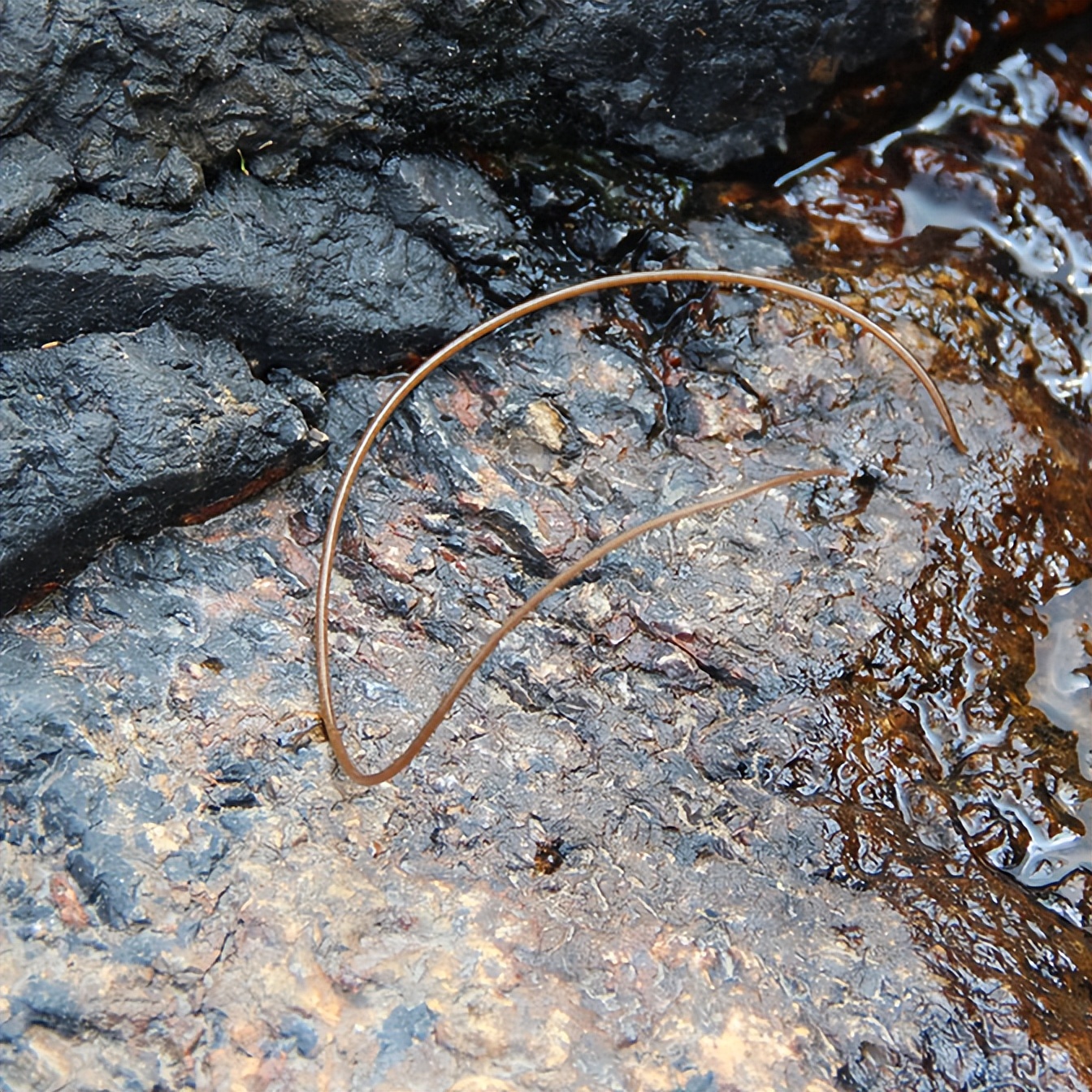 女子买白菜回家一掰开看见寄生虫,女子买草莓发现有虫子