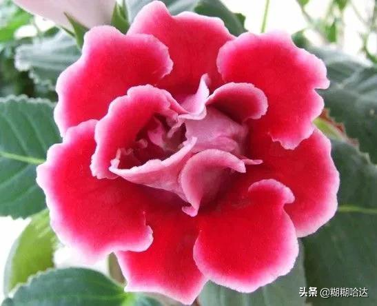 赏心悦目的花朵，风采万千，千姿百态，魅力无限，太美了