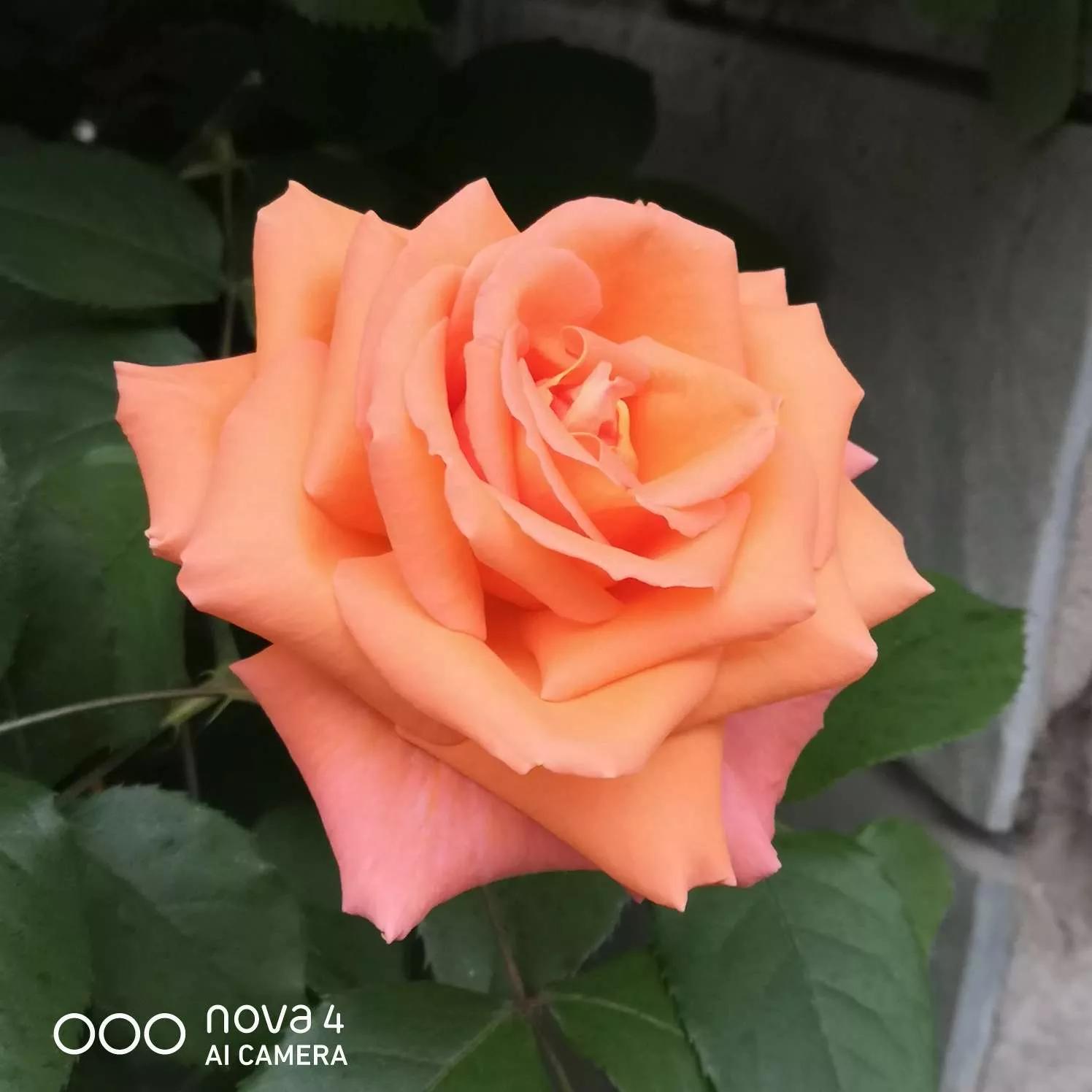 月季品种醉花,月季品种大全及图片欣赏