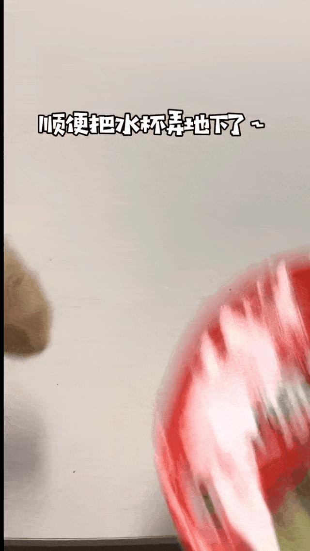 两个猫掐架怎么办,和铲屎官打架的猫咪