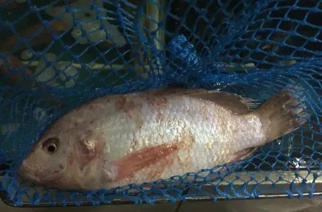 鱼类食材大全名称图片,鱼类菜谱大全100种