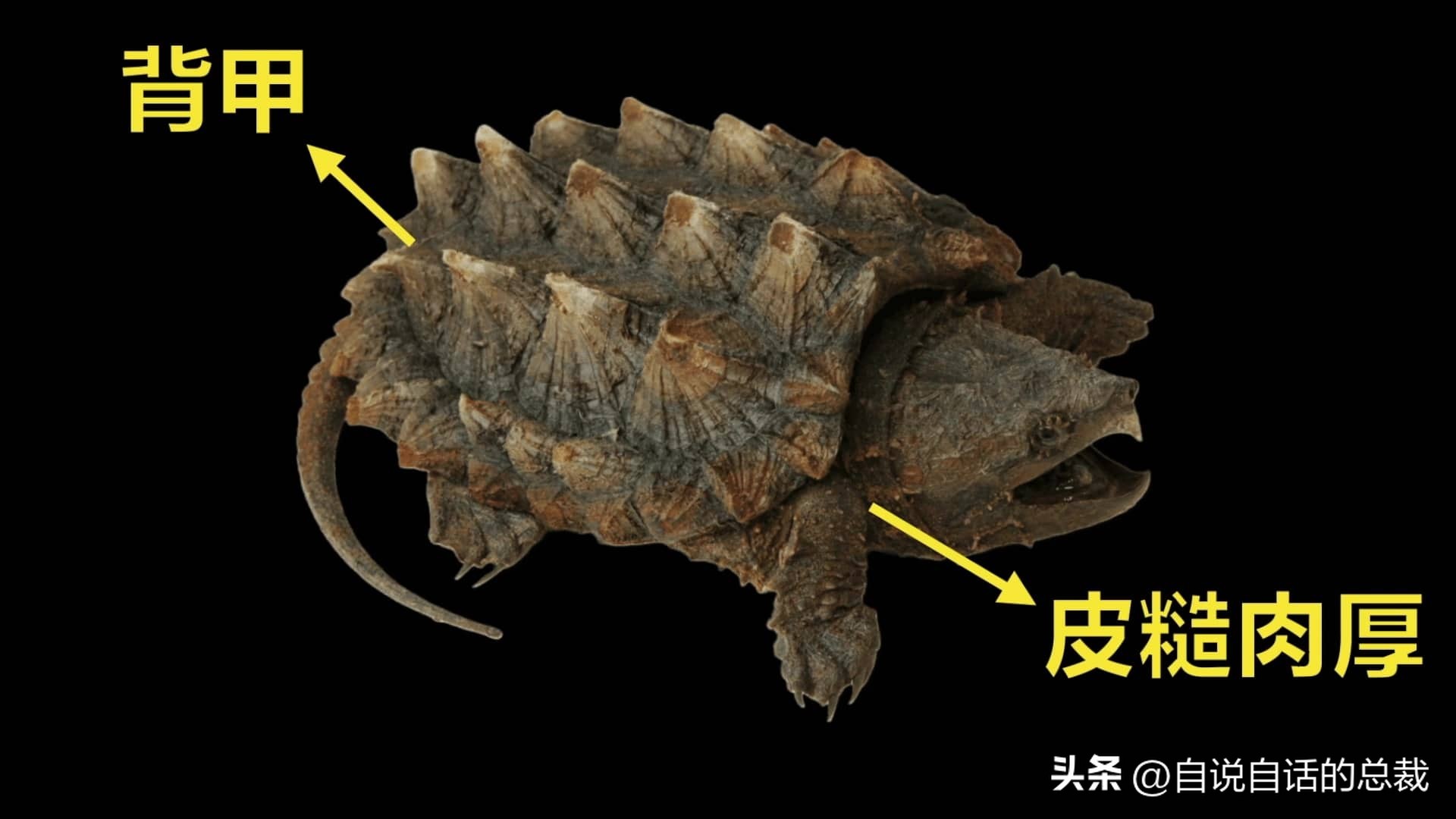 龟蛇大战巨龟视频,罕见别致的龟蛇大战